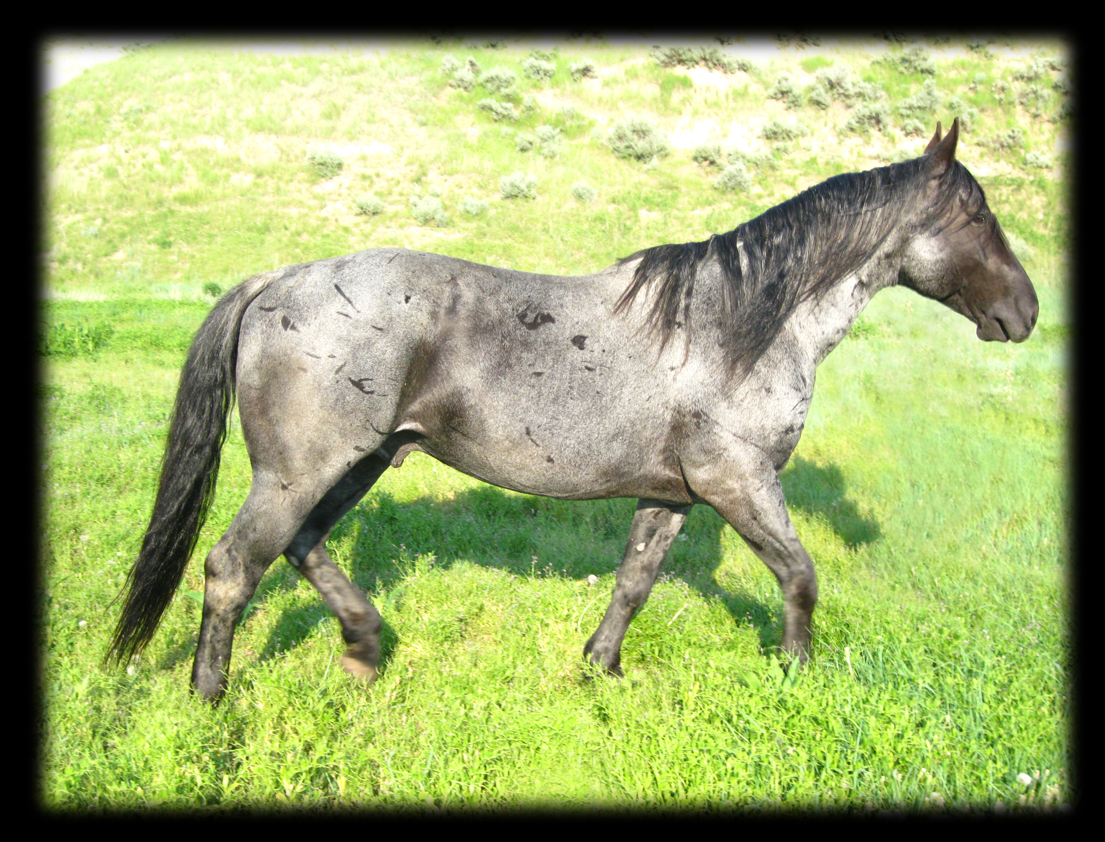 Powderrivervalentine, Joe Hancock, Blue Valentine and Mr. Roan Hancock.